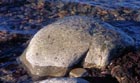H&ouml;st 2006 4