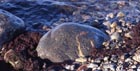 H&ouml;st 2006 5
