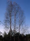 H&ouml;st 2006 19