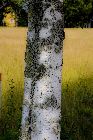 Sommar 2010 31